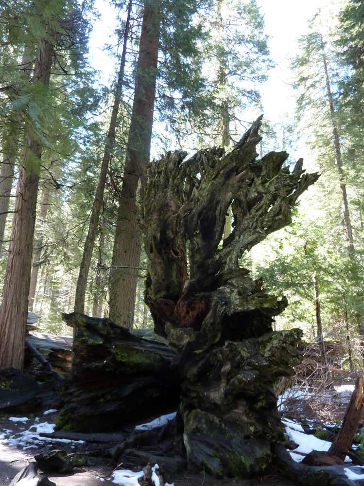big tree state park (7).JPG